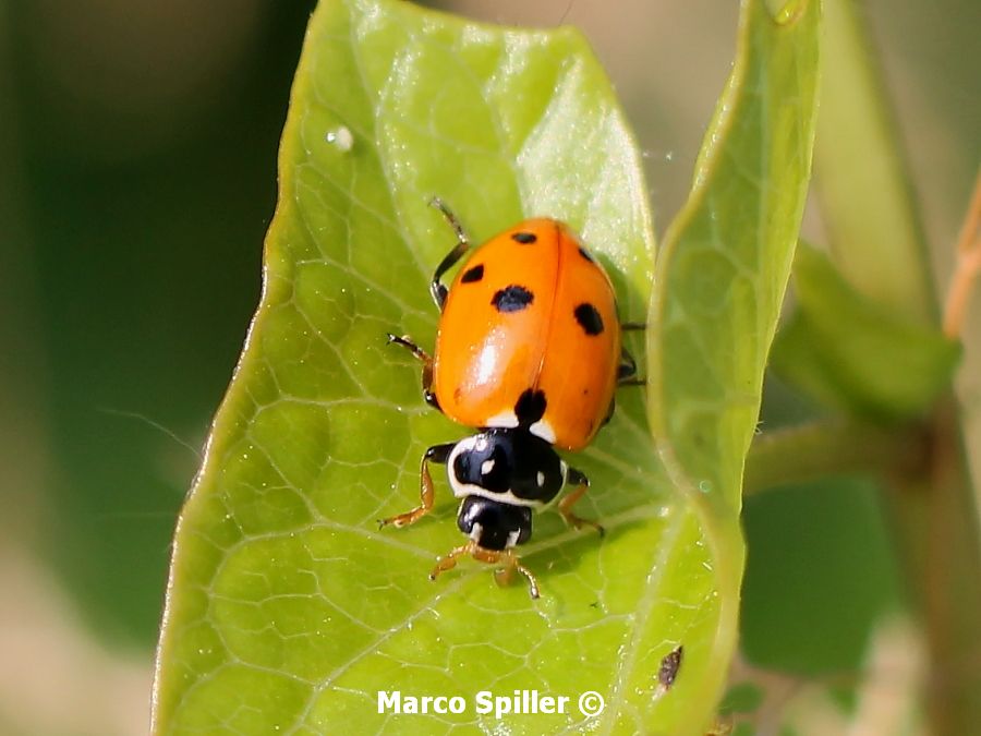 Hippodamia variegata